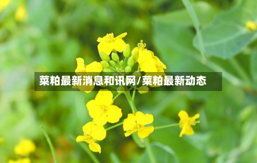 菜粕最新消息和讯网/菜粕最新动态