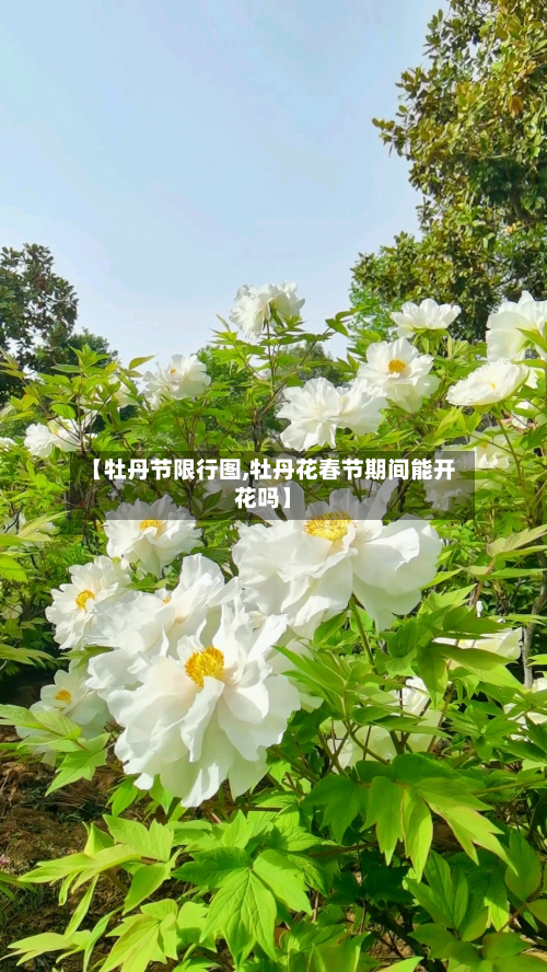 【牡丹节限行图,牡丹花春节期间能开花吗】