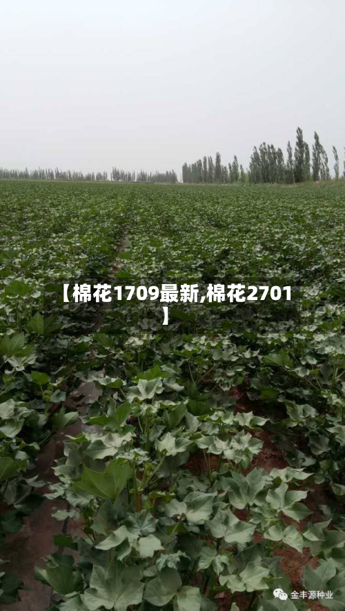 【棉花1709最新,棉花2701】-第2张图片