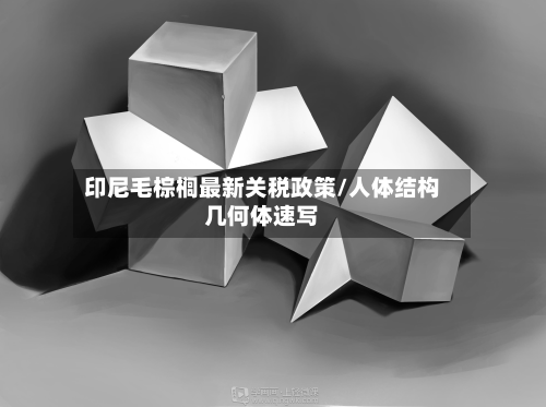 印尼毛棕榈最新关税政策/人体结构几何体速写